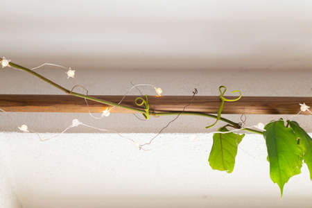 Green creeper, vine, climber above the bright window with cute lights against white background, trendy houseplants, spring mood and natural lifestyle, fresh home, bannerの写真素材