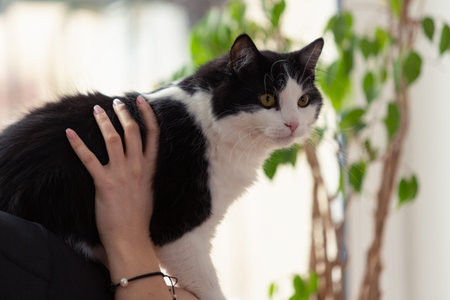 Black and white cute, adorable cat held by woman against green plant. Close-up