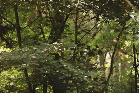 Dense green forest background, blurry foreground, summer vibe, rural landscape, nature, foliageの写真素材