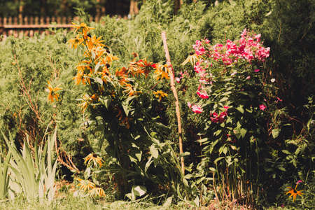Yellow Rudbeckia flowers with butterfly, purple garden plants, nature, green juniper in the background. gardening,の写真素材