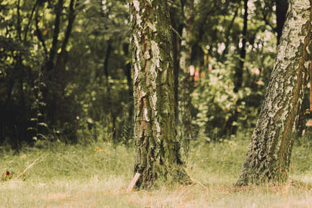 Two birches in the wood with high grass and trees in the blurry background. Summer rural landscape, background, wallpaper, nature, foliageの写真素材