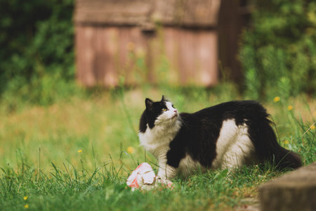 Cute small black and white cat with long fur in rural nature looking up. Domestic animals, adorable, happy pet, kitten outdoor. Blurry background.の写真素材