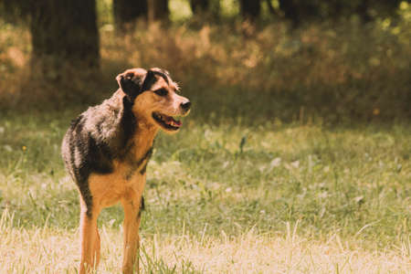 Cute, happy, outdoor in rural environment. Warm tones, late summer, autumn vibes, blurry background, brown furの写真素材