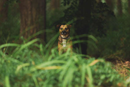 Cute young brown mongrel dog standing in nature surrounded by green plants and trees. Warm tones, rural landscape. Pets, animals environment. Front view.の写真素材