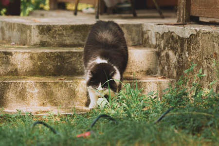 Small cute black and white cat going down concrete stairs in rural environment. Rural landscape.の写真素材