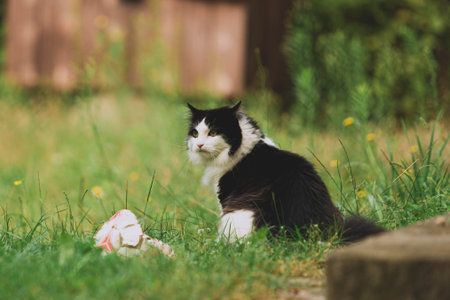 Cute small black and white cat with long fur in rural nature environment sitting on grass. Domestic animals, adorable, happy pet, kitten outdoor. Blurry background.の写真素材