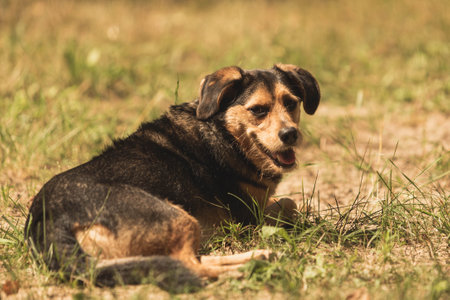 Cute, happy, mongrel lies on the ground outdoor. Warm tones, late summer, autumn vibes, blurry background, brown furの写真素材