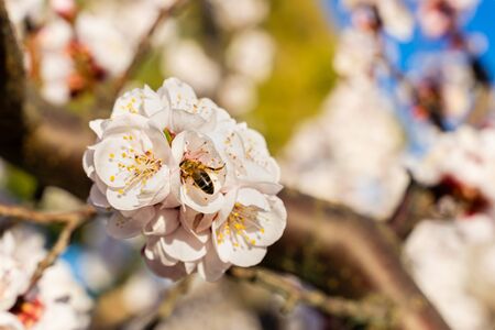 apricot blossom details, flowers and insects in springの写真素材
