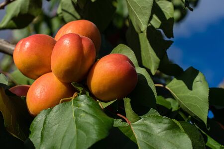 Ripe and sweet apricot fruits grown on an organic farm. On a background of green leaves. Long fresh apricots hanging from all the branches of the trees, in the harvest season.の写真素材