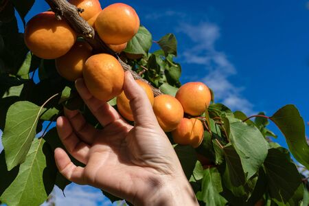 A woman's hand picking ripe and sweet apricot fruits that grow on an organic farm. On a background of green leaves. Long fresh apricots hanging from all the branches of the trees, in the harvest season. Foreground, selective approachの写真素材