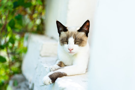 Front view of sleeping cat with unfocused vegetable background, sweet and tender image of a domestic catの写真素材