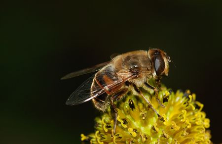 Macro of bee at workの写真素材