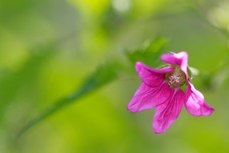 Flower macroの写真素材