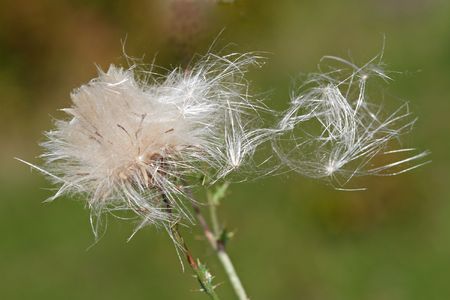 Dandelion in windの写真素材