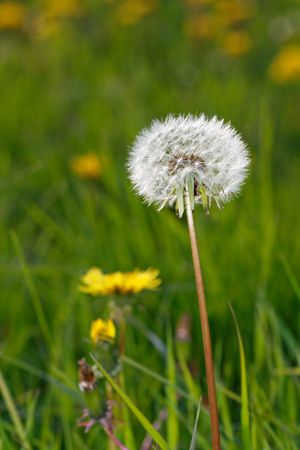 Wild plant macroの写真素材