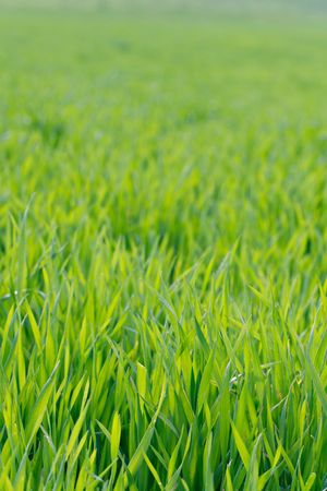 perfect green fieldの写真素材
