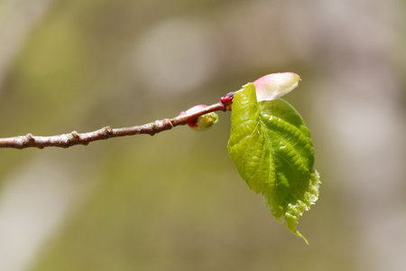 Closeup of branch with green leaf in sunlight