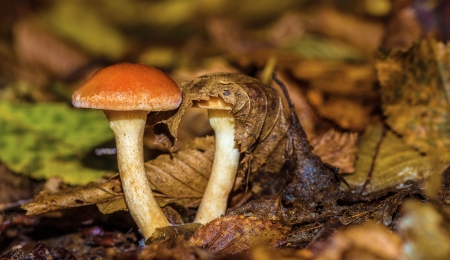 mushroom in forestの写真素材