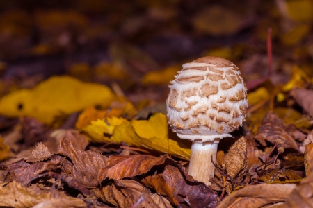 mushroom in forestの写真素材