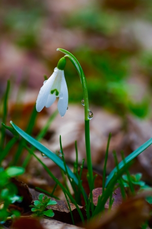 Fresh wild spring flower after rainの写真素材