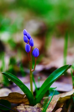 Fresh wild spring flower after rainの写真素材