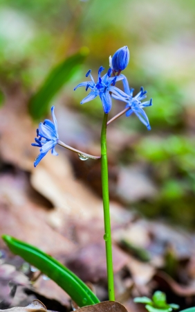 Fresh wild spring flower after rainの写真素材