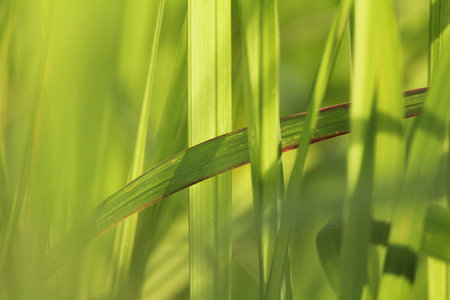 extreme close up, abstract spring nature backgroundの写真素材