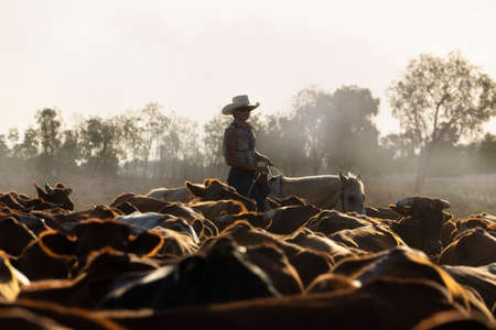 Young female drover herding cattle siulhouetted against a dusty cloud in Queensland, Australia.の写真素材