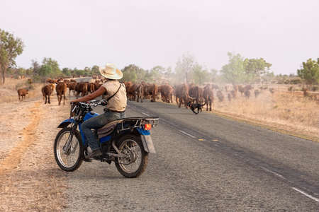 Modern female drover cowgirl with her dog herding cattle along a highway stockroute in Central Queensland, Australia.の写真素材