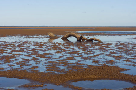 A large log washed up on a beach at low tide in puddles of water in tropical North Queensland,...