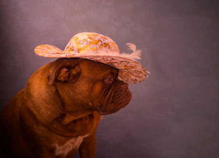 Dogue de Bordeaux portrait in a hatの写真素材