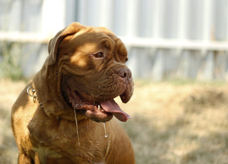 Dogue de Bordeauxの写真素材