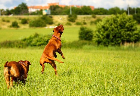 Dogue de Bordeauxの写真素材