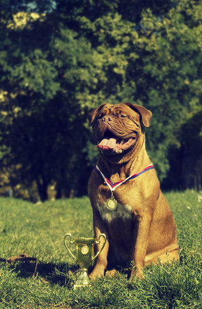 Dogue de Bordeaux at a dog showの写真素材