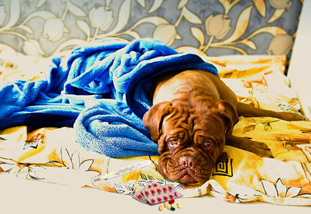 Dogue de Bordeaux in bed with bathrobeの写真素材