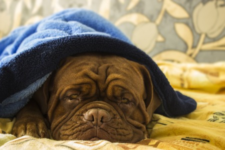 Dogue de Bordeaux in a bed in the bedroomの写真素材