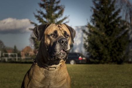 Big Dog Boerboel. Outside the background.の写真素材