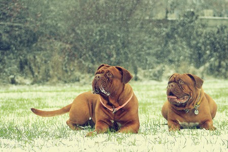 Dogue de Bordeaux, playing outdoors in the snowの写真素材