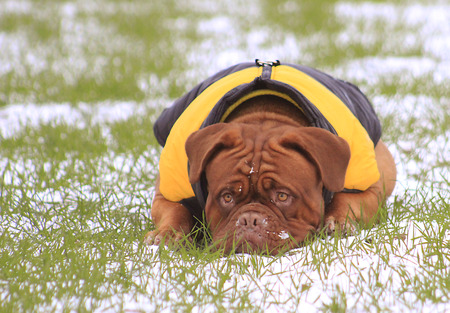 Dogue de Bordeaux in the vest. Playing in the snowの写真素材