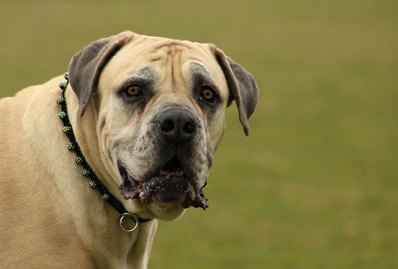 Boerboel. South African Bulldog. Older dog.の写真素材