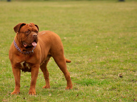 Big Dog, Dogue de Bordeaux. Playing outdoors