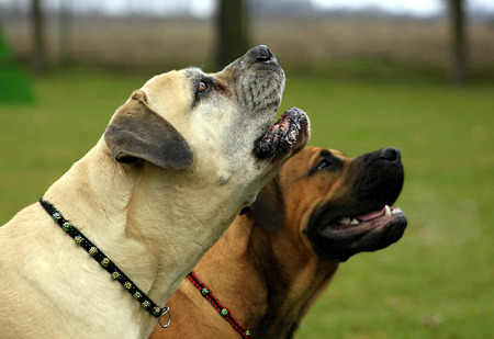 Boerboel. South African Bulldog. Older dog.の写真素材