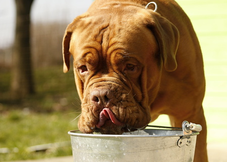 Big Dog, Dogue de Bordeaux. Playing outdoorsの写真素材