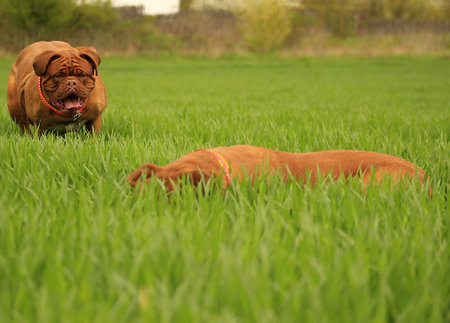 Dogue de Bordeaux - French Mastiff - Big dog puppy