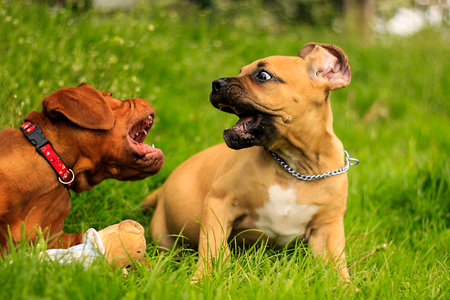 Boerboel a Dogue de Bordeaux puppy - Playing on grass