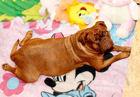 Dogue de Bordeaux - Pregnant female - 58 daysの写真素材