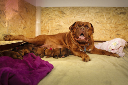 Lactating dog female - Dogue de Bordeaux - One day old puppiesの写真素材