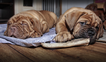 Dogue de Bordeaux - Two puppies - Seven weeks Ageの写真素材