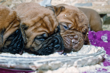 Dogue de Bordeaux - Very little puppy - Age 23 Daysの写真素材