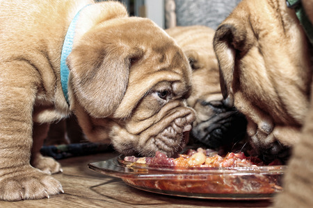 Puppies Dogue de Bordeaux - Eating raw meatの写真素材